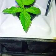 French Eternity Grow Cup 2026