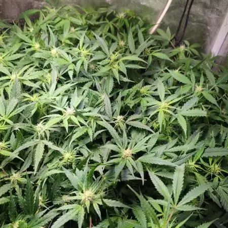 Hydro Aero French Eternity Grow Cup 2026