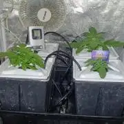 French Eternity Grow Cup 2026