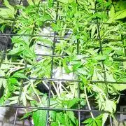 French Eternity Grow Cup 2026