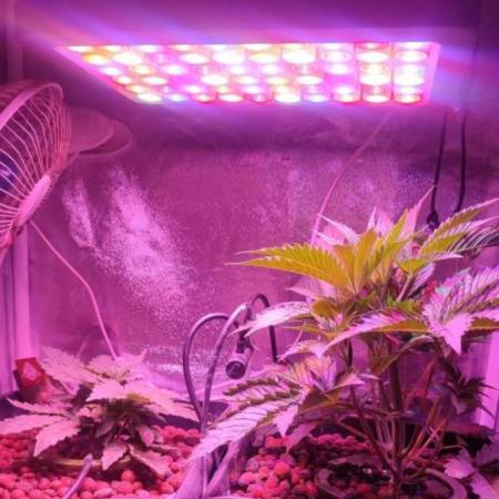 GMO cookies zamnesia hydroponics