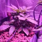GMO cookies zamnesia hydroponics