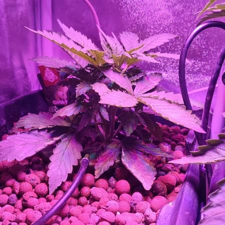GMO cookies zamnesia hydroponics
