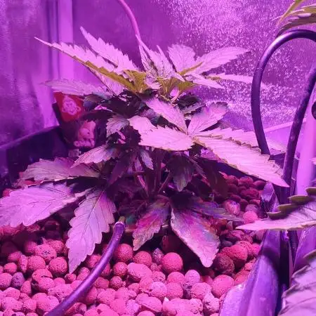 GMO cookies zamnesia hydroponics