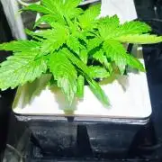 French Eternity Grow Cup 2026