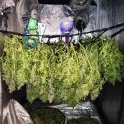 Hydro Aero French Eternity Grow Cup 2026