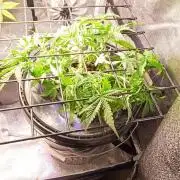 Frosted guava vs Lemon Cherry Gelato