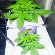 French Eternity Grow Cup 2026