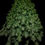 Auto Divine Rapier hydroponics