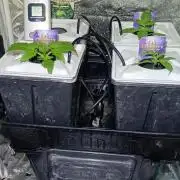 French Eternity Grow Cup 2026