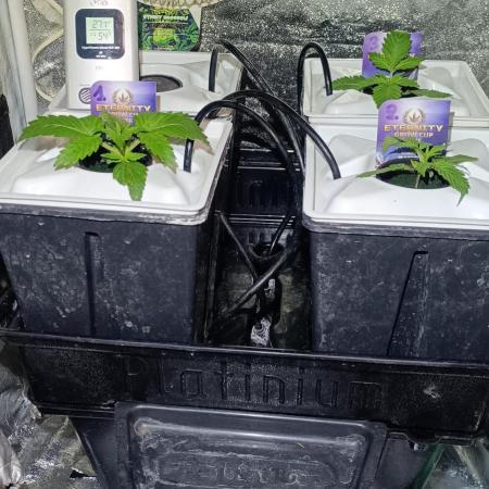 French Eternity Grow Cup 2026