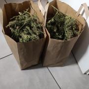 Hydro Aero French Eternity Grow Cup 2026
