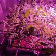 GMO cookies zamnesia hydroponics