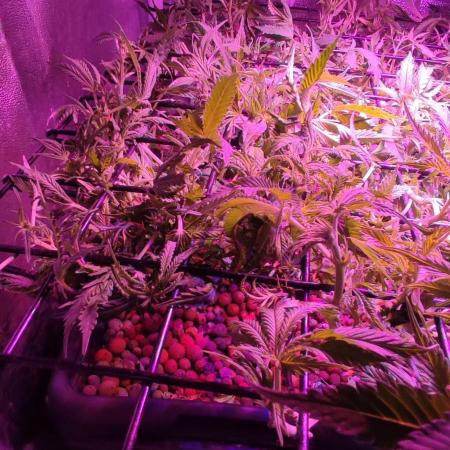 GMO cookies zamnesia hydroponics