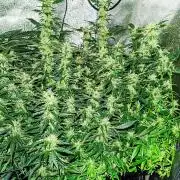 Frosted guava vs Lemon Cherry Gelato