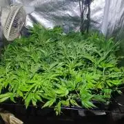 Auto Divine Rapier hydroponics