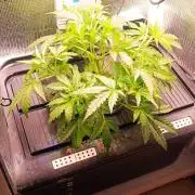 FastBuds Unreleased Champions Mix Auto