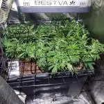 Auto Divine Rapier hydroponics