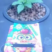 Frosted guava vs Lemon Cherry Gelato