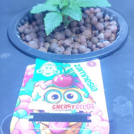 Frosted guava vs Lemon Cherry Gelato