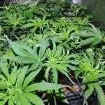 Auto Divine Rapier hydroponics