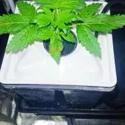 French Eternity Grow Cup 2026