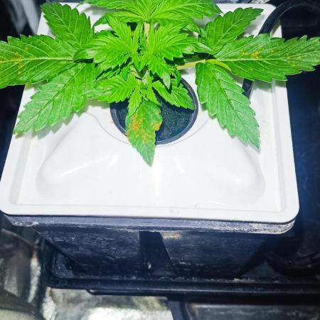 French Eternity Grow Cup 2026