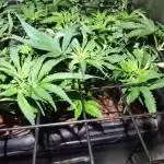 Auto Divine Rapier hydroponics