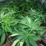 Auto Divine Rapier hydroponics