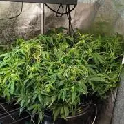 Frosted guava vs Lemon Cherry Gelato