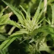 Auto Divine Rapier hydroponics