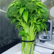 French Eternity Grow Cup 2026