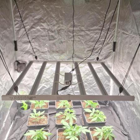 Gorilla cookies budget experiment  X 9