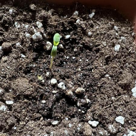 First regular outdoor grow