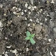 Zamnesia Grow Cup 2026