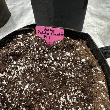 Divine Seeds Competition 🏆