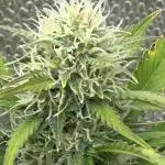 Divine Seeds Competition 🏆Plant #1