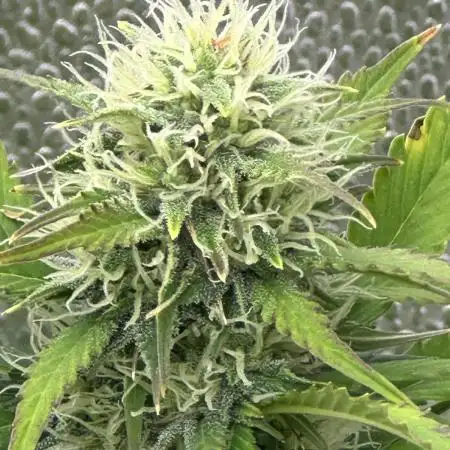 Divine Seeds Competition 🏆Plant #1