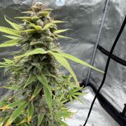 Zamnesia Grow Cup 2026
