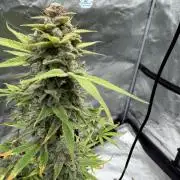Zamnesia Grow Cup 2026