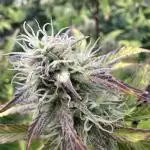 Divine Seeds Auto Competition 🏆plant2