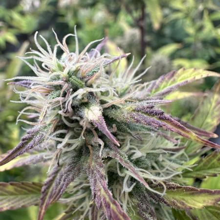 Divine Seeds Auto Competition 🏆plant2