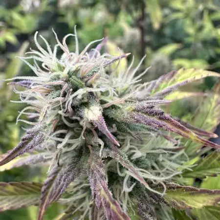 Divine Seeds Auto Competition 🏆plant2
