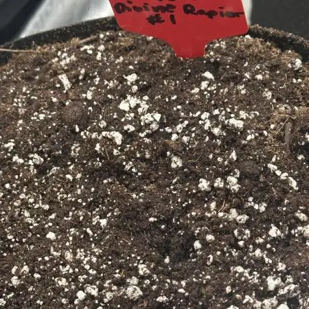 Divine Seeds Competition 🏆