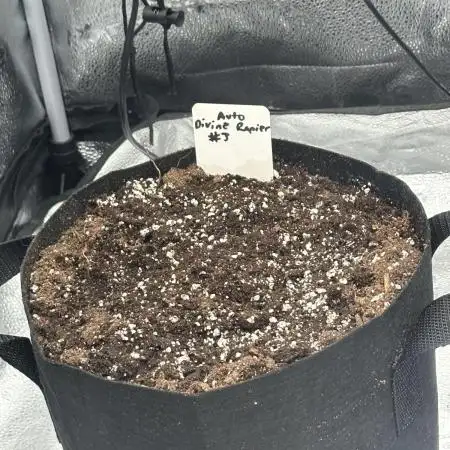 Divine Seeds Competition 🏆