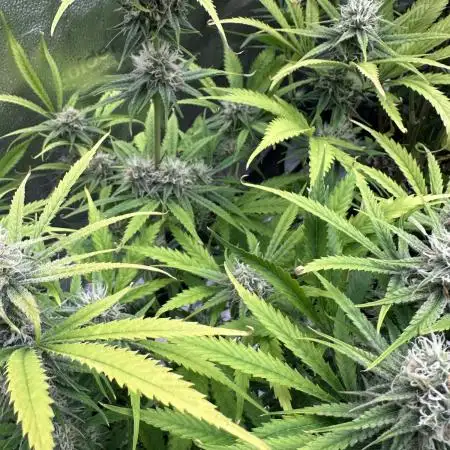 Divine Seeds Competition 🏆Plant #2