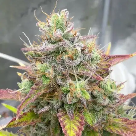 Frost banger