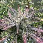 Divine Seeds Competition 🏆Plant #1