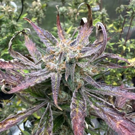 Divine Seeds Competition 🏆Plant #1