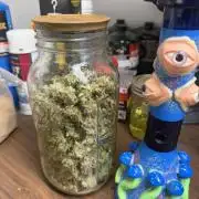 Zamnesia Grow Cup 2026